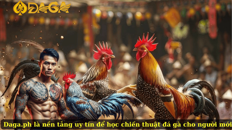 Daga.ph là nền tảng uy tín để học chiến thuật đá gà cho người mới