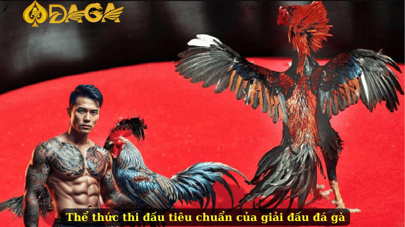 Thể thức thi đấu tiêu chuẩn của giải đấu đá gà