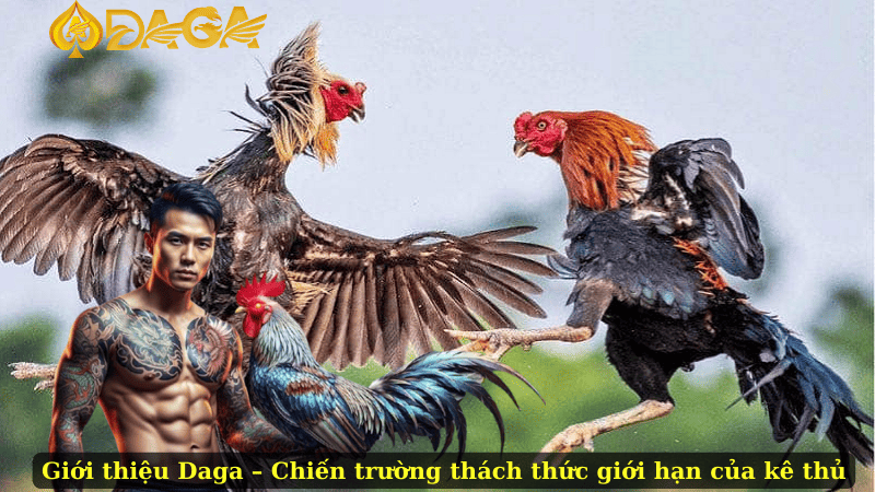 Giới thiệu Daga – Chiến trường thách thức giới hạn của kê thủ