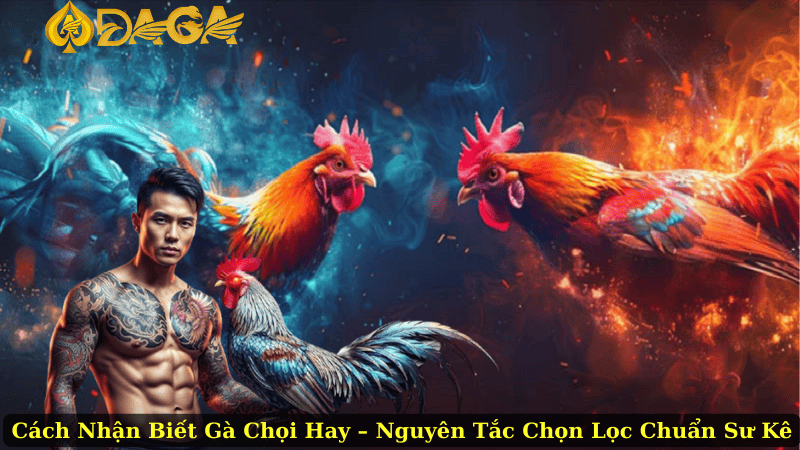 Cách Nhận Biết Gà Chọi Hay – Nguyên Tắc Chọn Lọc Chuẩn Sư Kê
