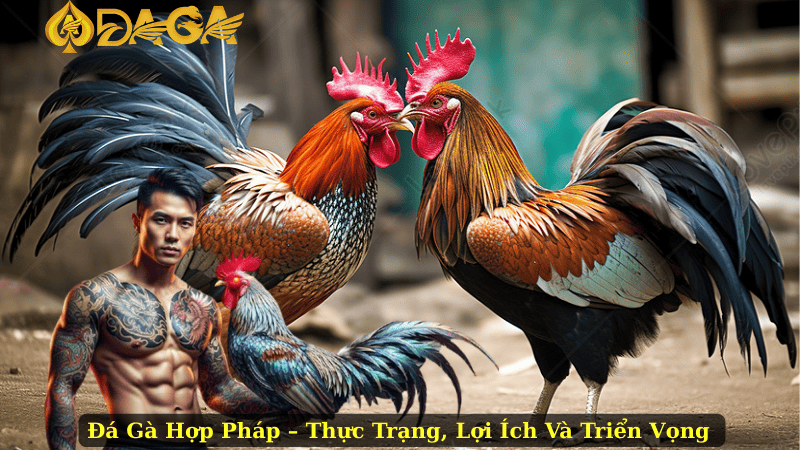 Đá Gà Hợp Pháp – Thực Trạng, Lợi Ích Và Triển Vọng 
