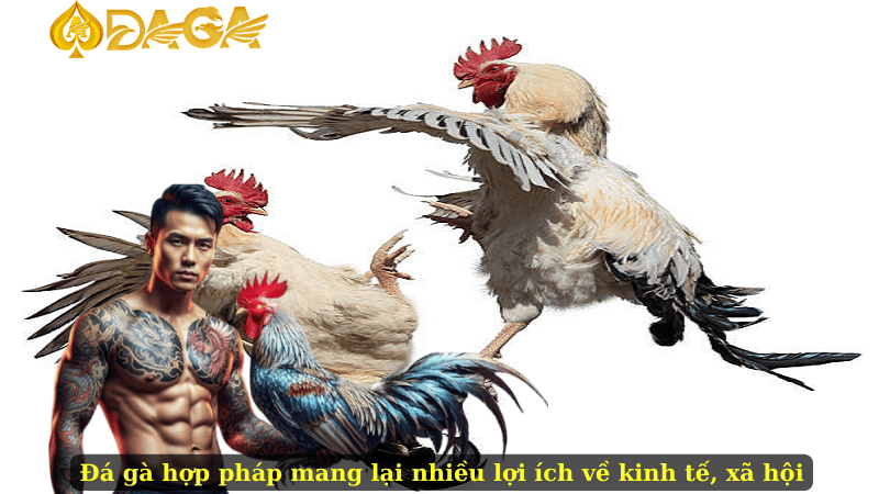 Đá gà hợp pháp mang lại nhiều lợi ích về kinh tế, xã hội