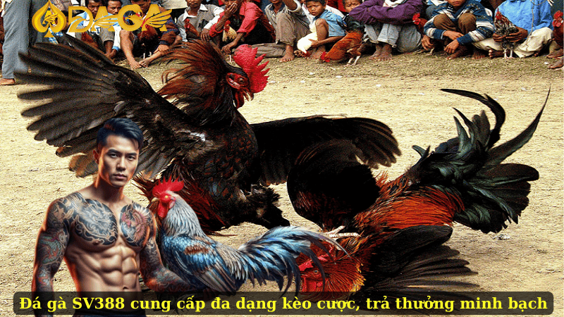 Đá gà SV388 cung cấp đa dạng kèo cược, trả thưởng minh bạch
