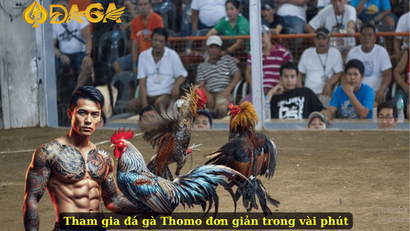 Tham gia đá gà Thomo đơn giản trong vài phút