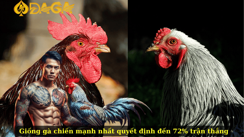 Giống gà chiến mạnh nhất quyết định đến 72% trận thắng
