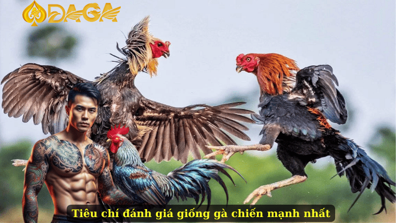 Tiêu chí đánh giá giống gà chiến mạnh nhất