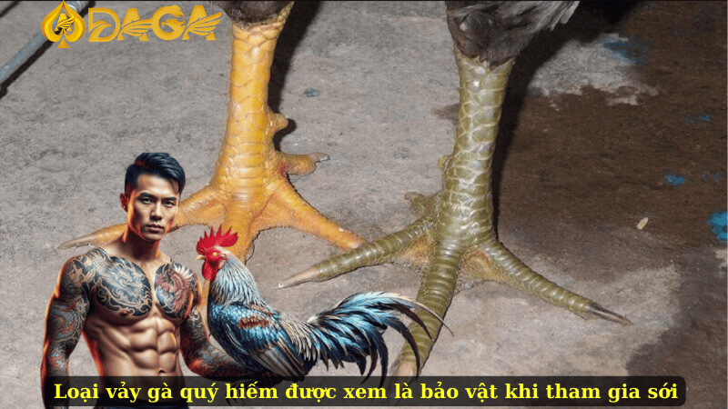 Loại vảy gà quý hiếm được xem là bảo vật khi tham gia sới
