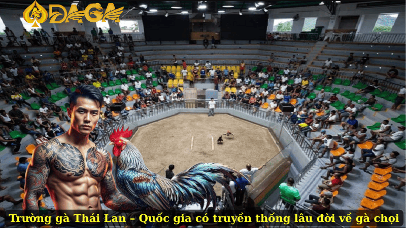 Trường gà Thái Lan – Quốc gia có truyền thống lâu đời về gà chọi
