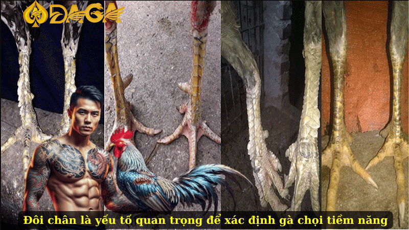 Đôi chân là yếu tố quan trọng để xác định gà chọi tiềm năng