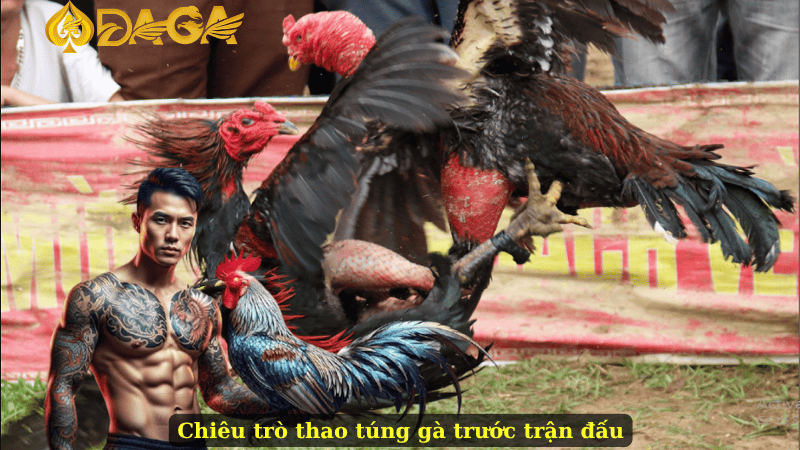 Chiêu trò thao túng gà trước trận đấu
