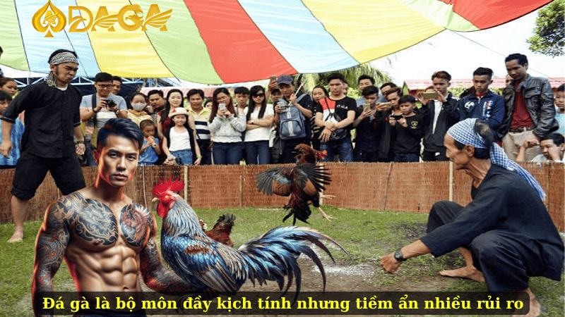 Đá gà là bộ môn đầy kịch tính nhưng tiềm ẩn nhiều rủi ro