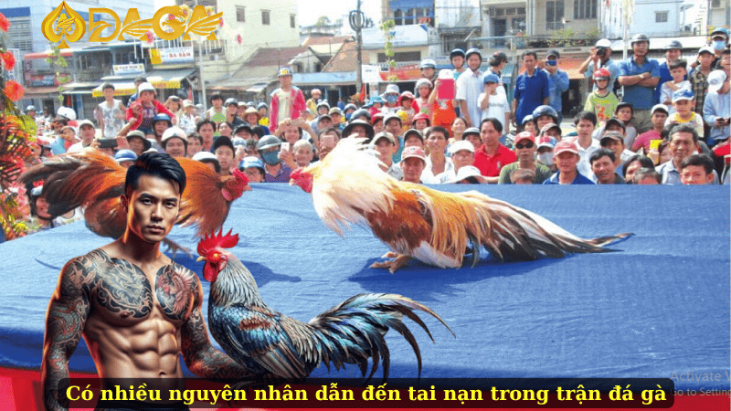 Có nhiều nguyên nhân dẫn đến tai nạn trong trận đá gà