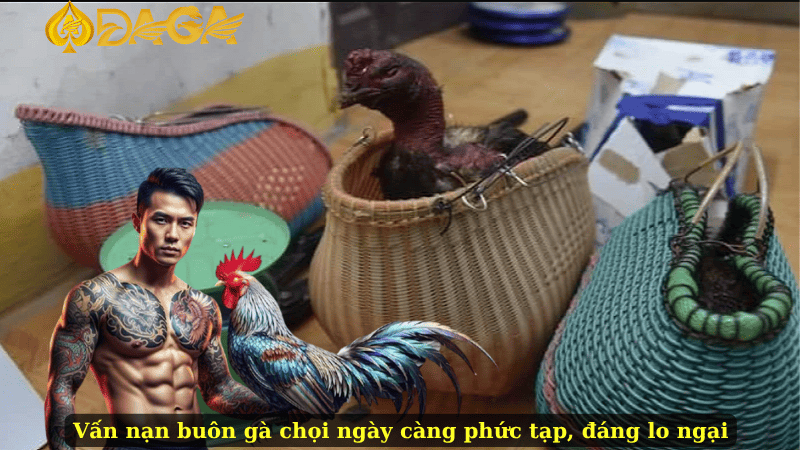 Vấn nạn buôn gà chọi ngày càng phức tạp, đáng lo ngại